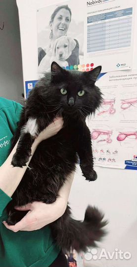 Чёрный пушистик в добрые руки