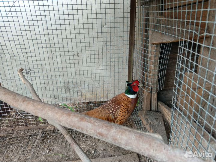 Инкубационное яйцо охотничьего фазана