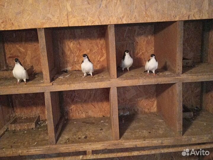 Продажа голубей