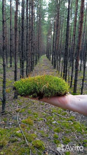 Мох, кладония, лишайник для улиток, террариума