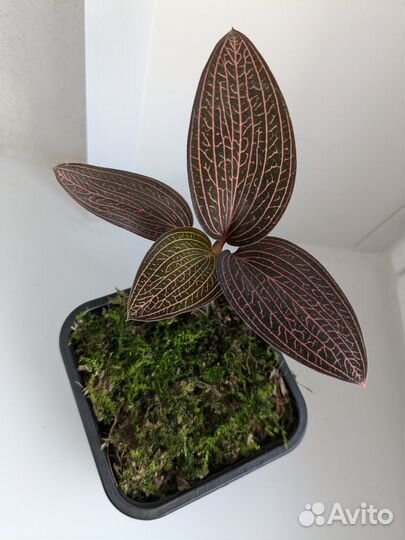 Драгоценная орхидея лудизия Spiderman