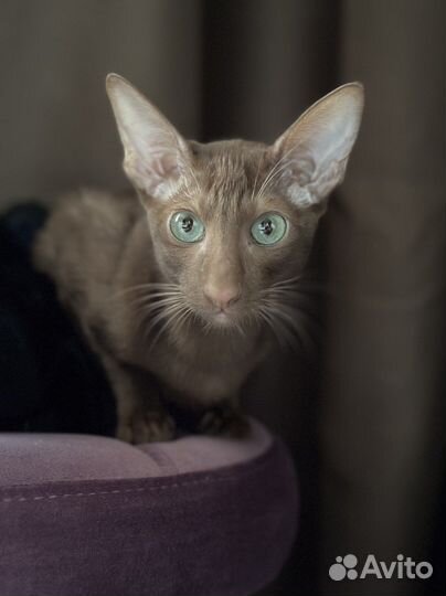 Ориентальная