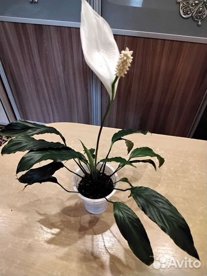 Спатифиллум