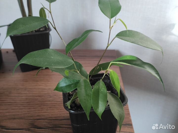 Домашние растения