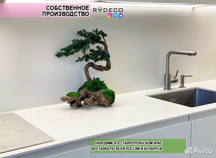 Дерево стабилизированное Бонсай