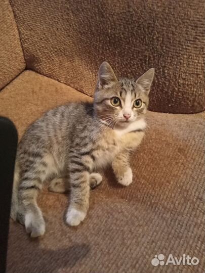 Котики бесплатно