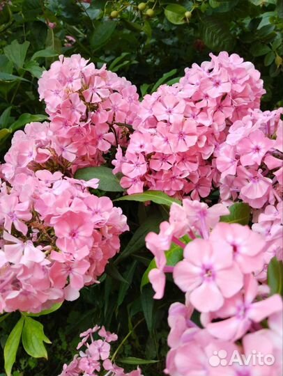 Флоксы многолетние