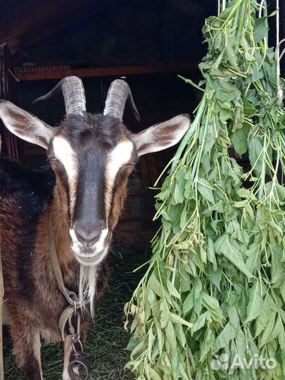 Козье молоко