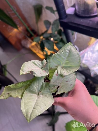 Сингониум конфетти милк