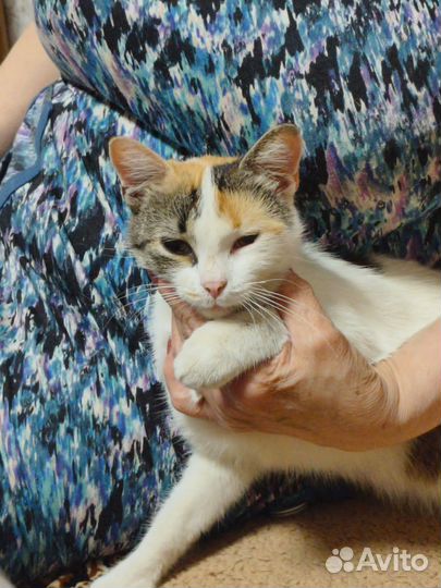 Кошка в дар бесплатно