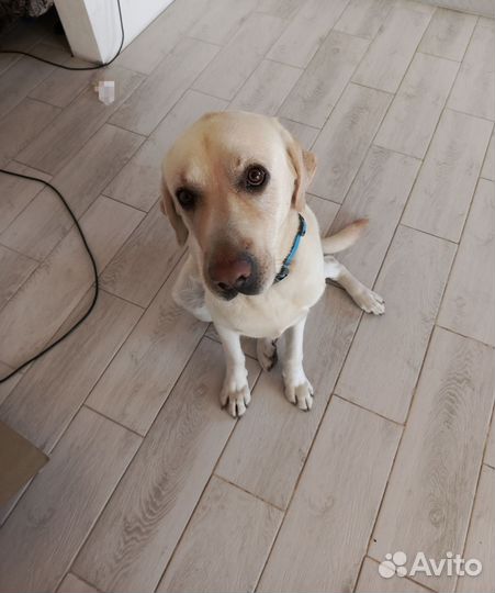 Отдам Лабрадора в добрые руки