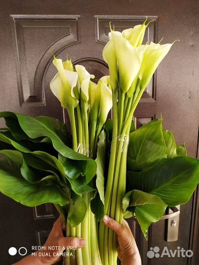 Цветы. Каллы