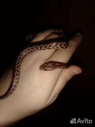 Маисовый полоз для новичков