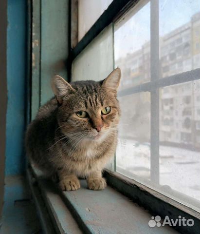 Котик ищет дом объявление продам