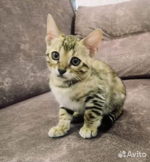 Бенгальские котята