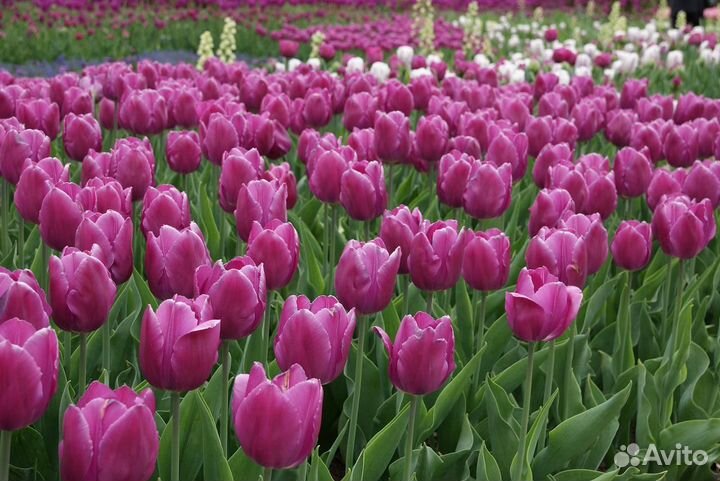 Луковица тюльпанов оптом 12;14+для выгонки