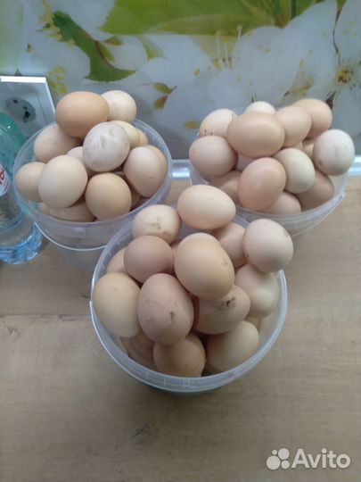 Продам домашних курочек