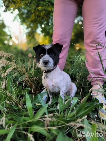 Маленькая собачка в добрые руки