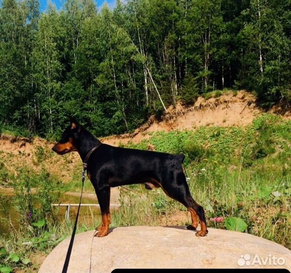 Вязка цвергпинчер