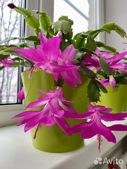 Декабрист шлюмбергера Белый,Оранжевый,Красный