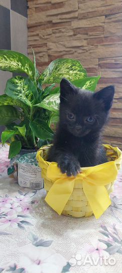 Котик в добрые руки