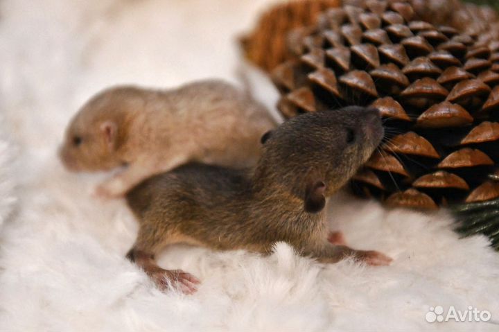 Крысята, крысы
