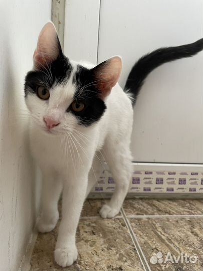 Котенок - подросток ищет дом