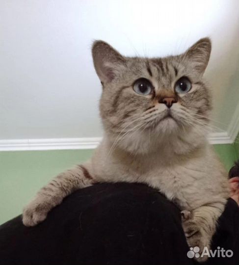 Вязка кошек,британская шиншилла