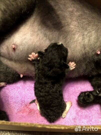 Котята донского Сфинкса