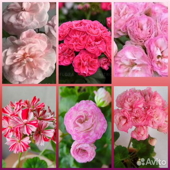 Пеларгонии сортовые