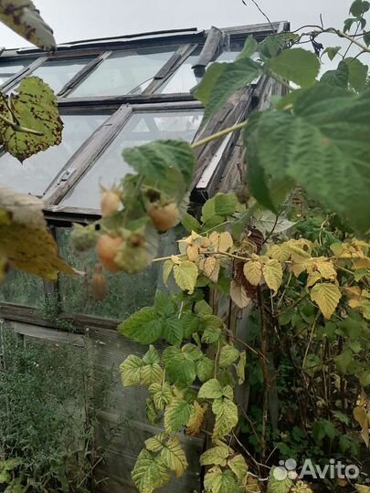 Саженцы ремонтантной малины