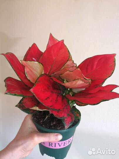 Аглаонема Super red