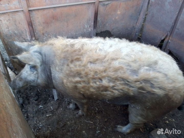 Мангалица(хряк)