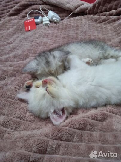 Котятки в добрые руки