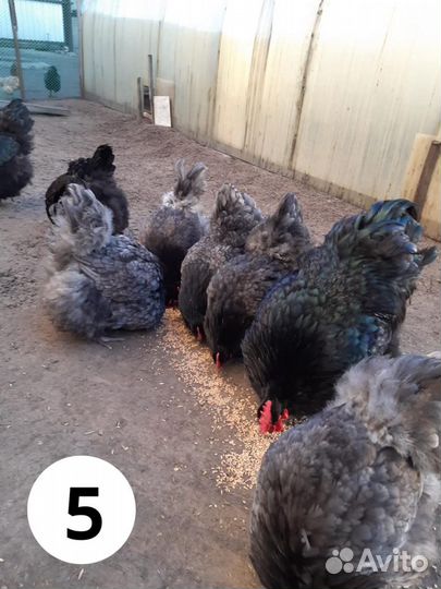 Инкубационное яйцо породистых кур