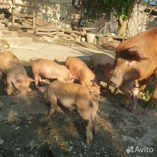 Поросята дюрок