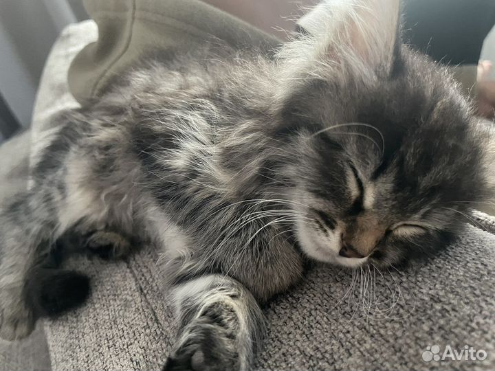 Кошка в дар бесплатно