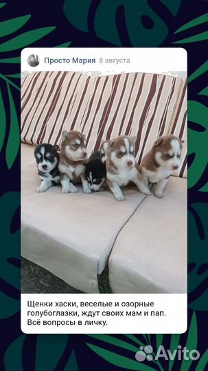 Щенки сибирской хаски