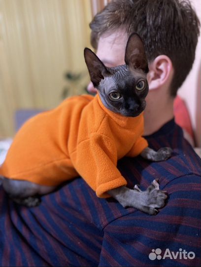 Канадский сфинкс на вязку