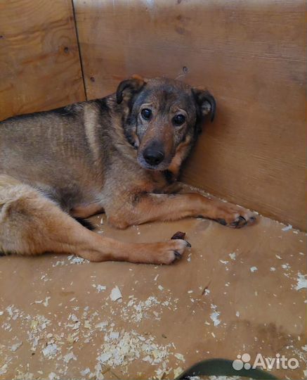 Одинокая собачка