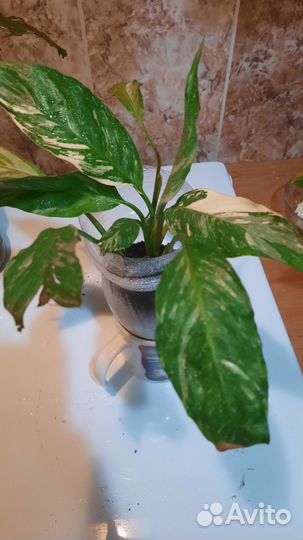 Цветок женское счастье