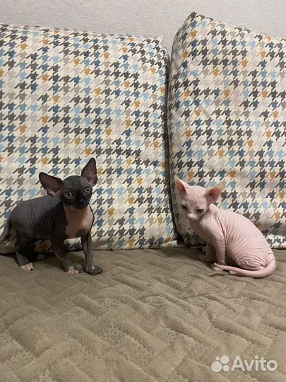 Котики сфинксы