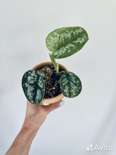 Сциндапсус Треби Экзотика