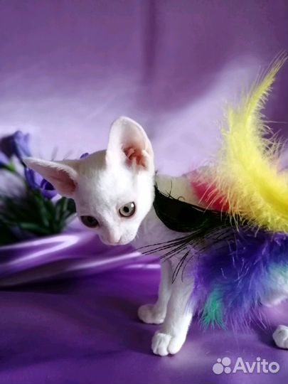 Эльфы Девонширы