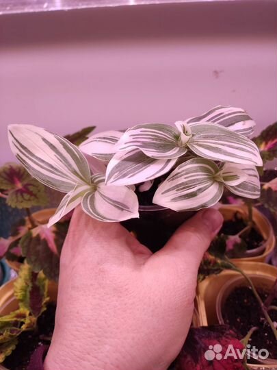 Традесканция зебрина