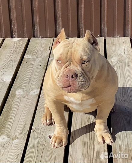 Американский булли - девочка подросток