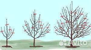 Обрезка деревьев, кустарников