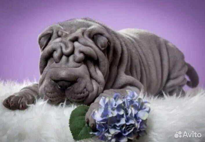 Шарпей детишки