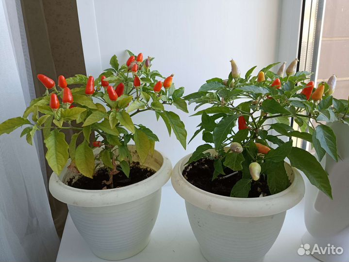 Перец комнатный острый