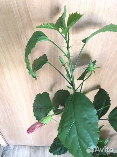 Алоэ гибискус китайская роза